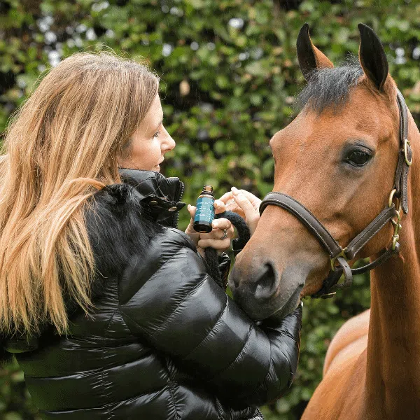 CBD Olie voor paarden - Image 3