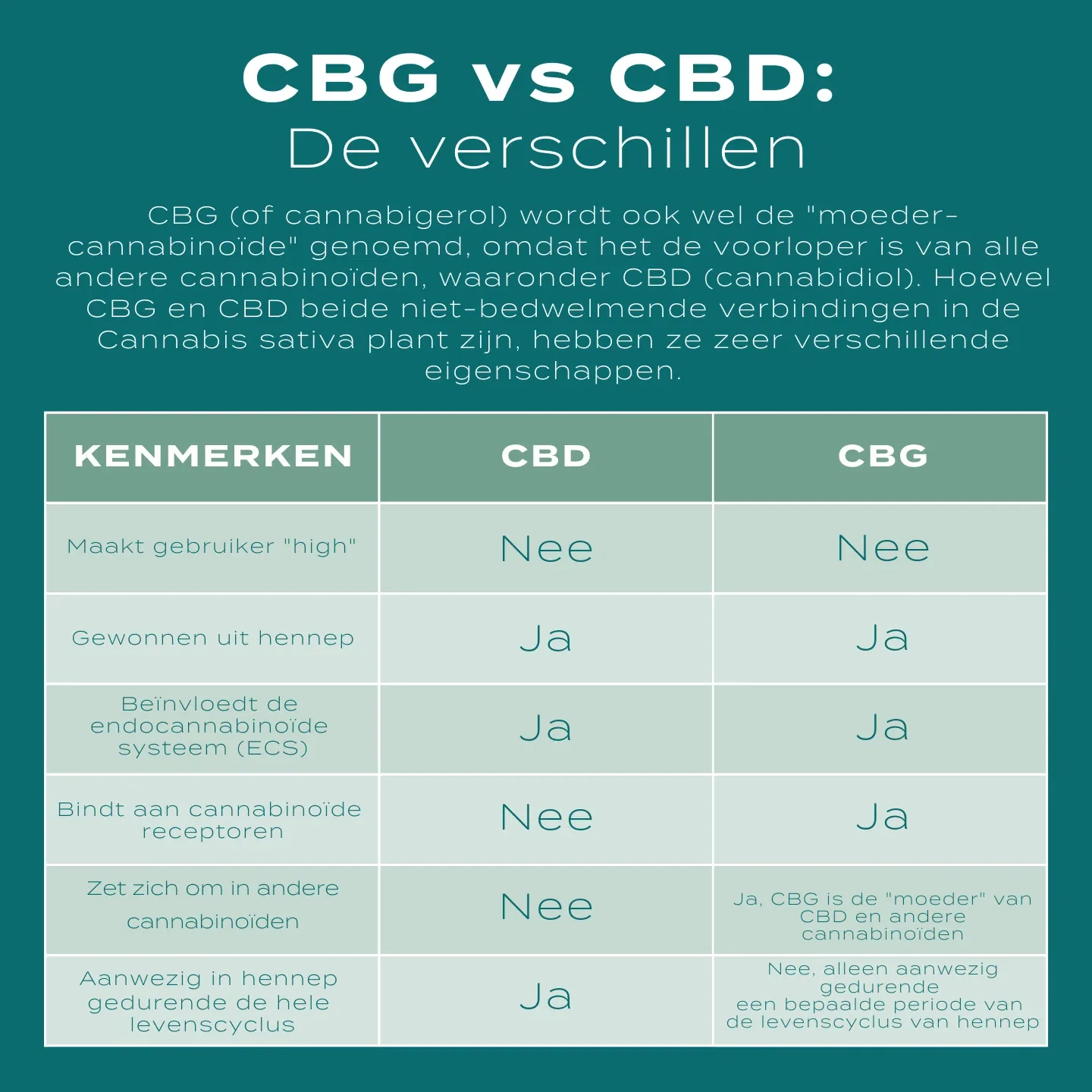 CBG Olie - Image 4