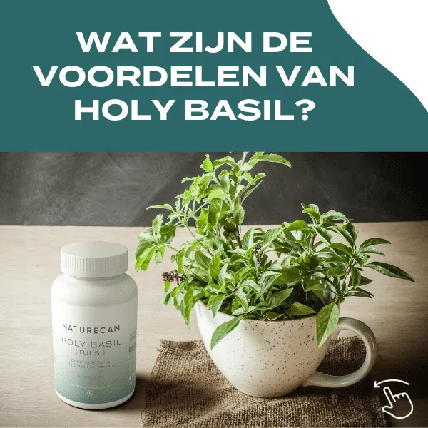 Holy Basil Capsules - Tulsi Extract - Image 4