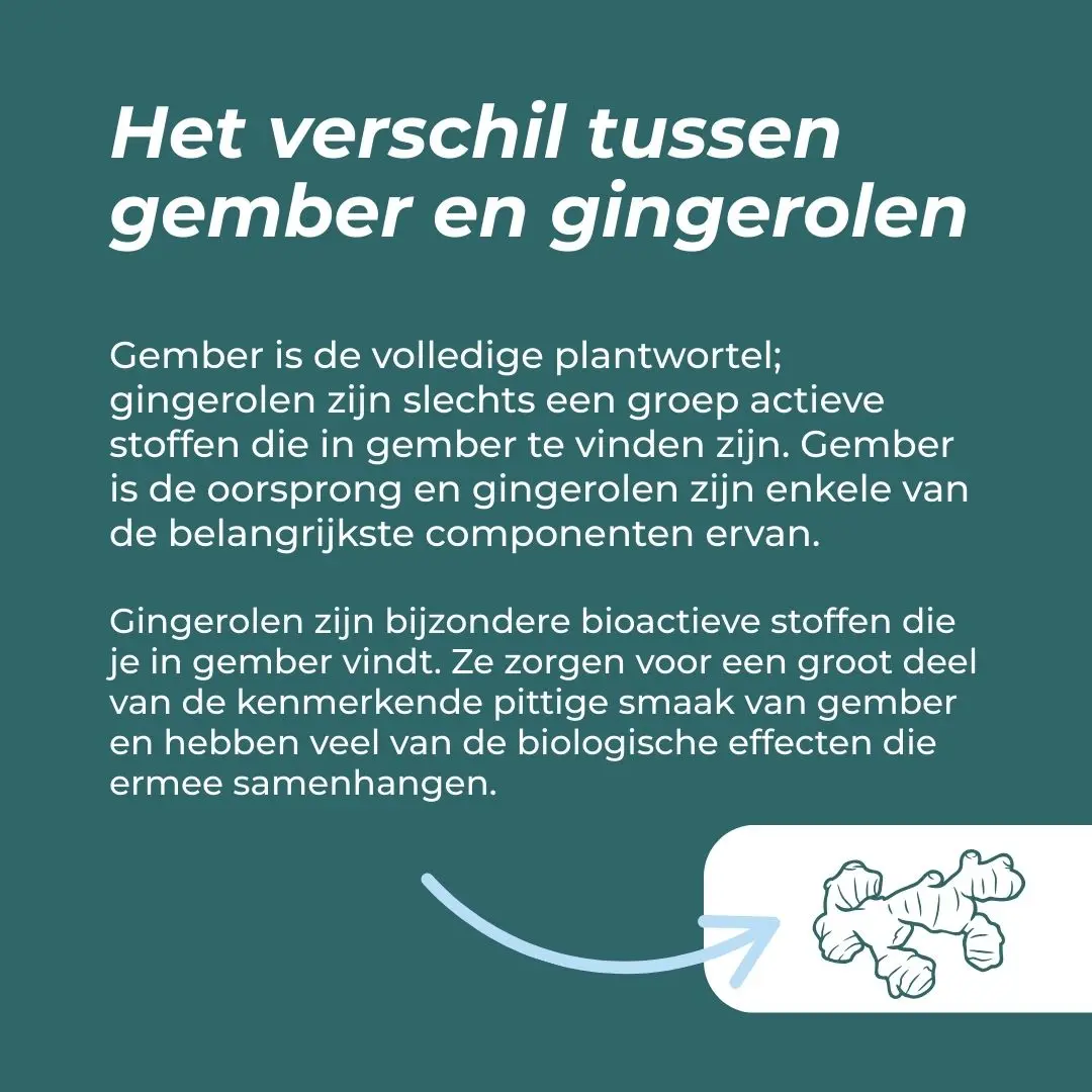 Organic Ginger Supplement - Image 3