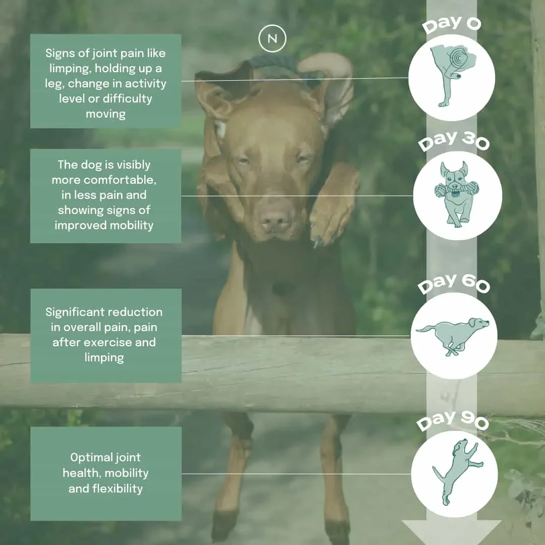 UC-II® Gewrichtsverzorging voor Honden - Image 4
