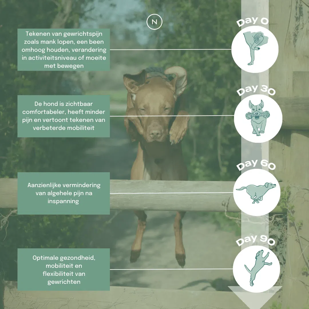 UC-II® Gewrichtssnoepjes voor Honden - Image 8